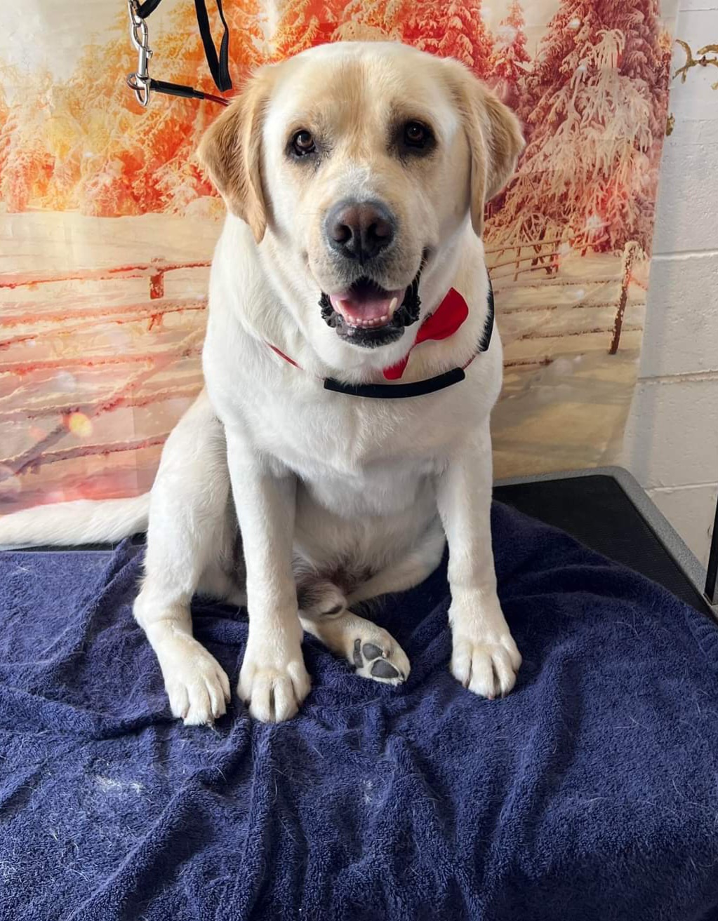 Halo Dog Grooming | Garfield Rd, Glenorchy TAS 7010, Australia | Phone: 0438 433 858