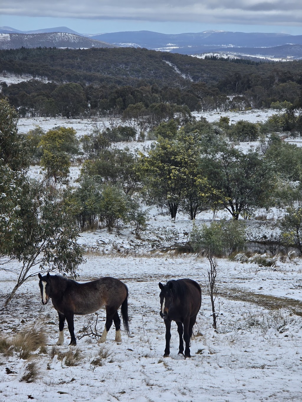 Serenus Hill | 2700 Shannons Flat Rd, Shannons Flat NSW 2630, Australia | Phone: 0416 027 970