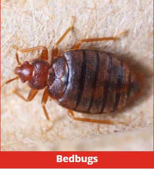 BugzOff Pest Control Parramatta | Servicing all Parramatta, Granville, Rosehill, Wentworthville, Pendle Hill Pemulwuy, Merrylands, Westmead, Toongabbie, North Rocks, Auburn Lidcombe, Ermington, Guildford, Carlingford, Newington, 63 Briens Rd, Northmead NSW 2152, Australia | Phone: 0423 203 356