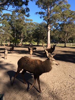 Bawley Vale Estate | tourist attraction | 226 Bawley Point Rd, Bawley Point NSW 2539, Australia | 0407015385 OR +61 407 015 385