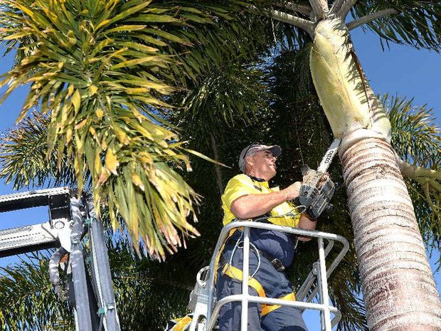 Aussie Palm Clean - Mackay Coconut Removal | 174 Milton St, Mackay QLD 4740, Australia | Phone: 0419 157 213