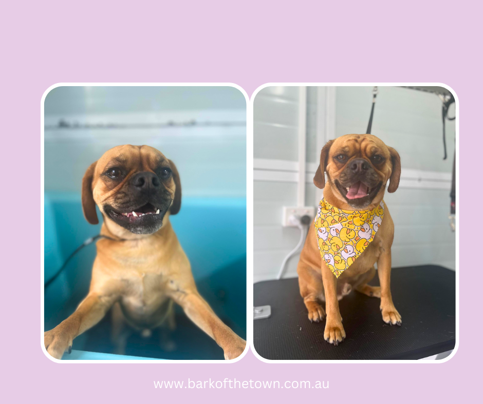 Bark of the Town | Northcote Ave, Paxton NSW 2325, Australia | Phone: 0482 569 711