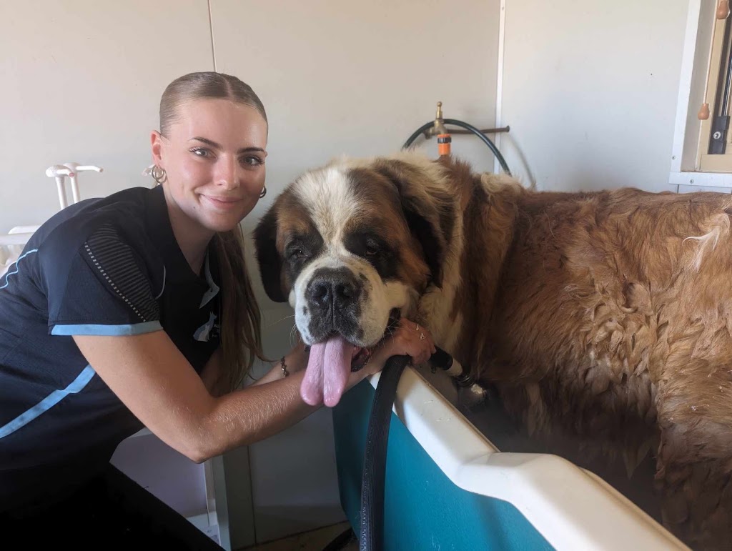 Pampered Pets Grooming Service | 240 Boulder Rd, South Kalgoorlie WA 6430, Australia | Phone: (08) 6010 0801