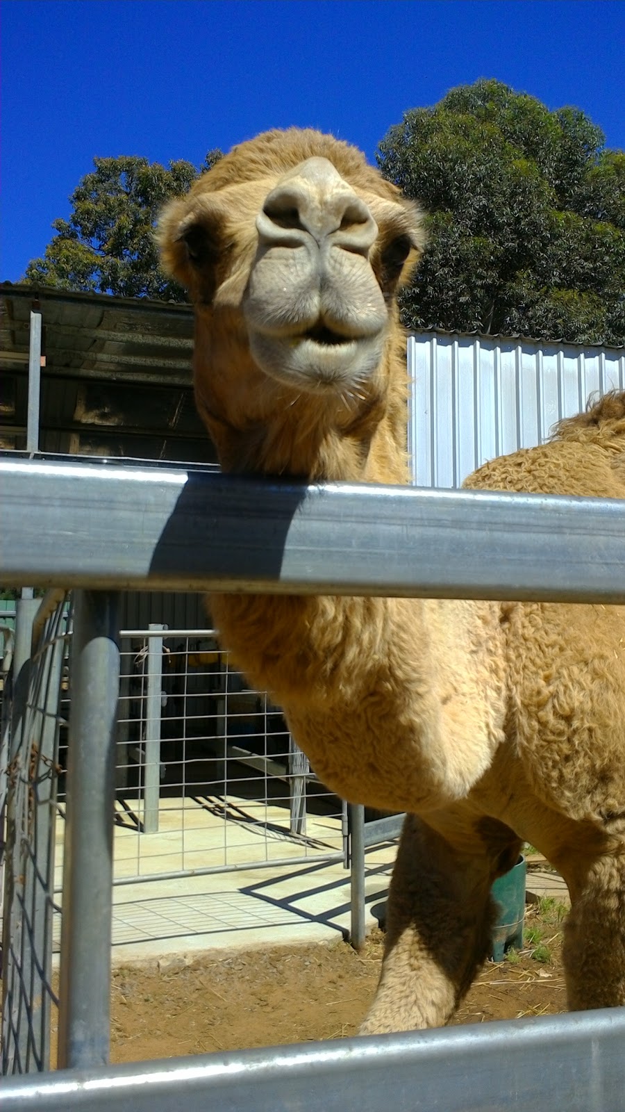 Calamunnda Camel Farm | 361 Paulls Valley Rd, Paulls Valley WA 6076, Australia | Phone: (08) 9293 1156