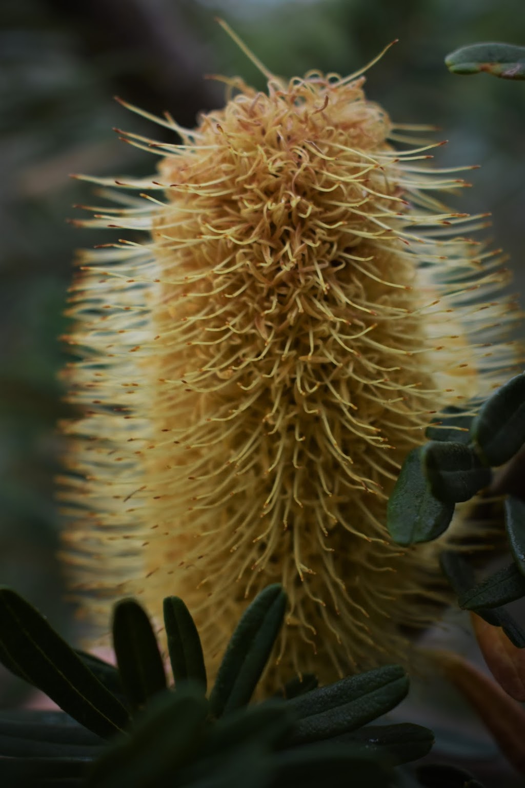 Gisborne Botanic Gardens | Gisborne VIC 3437, Australia