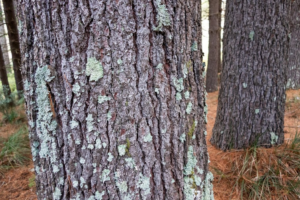 Bendora Arboretum | Cotter River ACT 2611, Australia