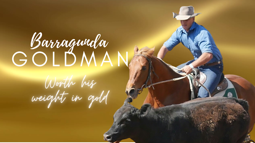 Barragunda Performance Horses | Binda 870, Stewarts Brook Rd, Woolooma NSW 2337, Australia | Phone: 0438 327 244