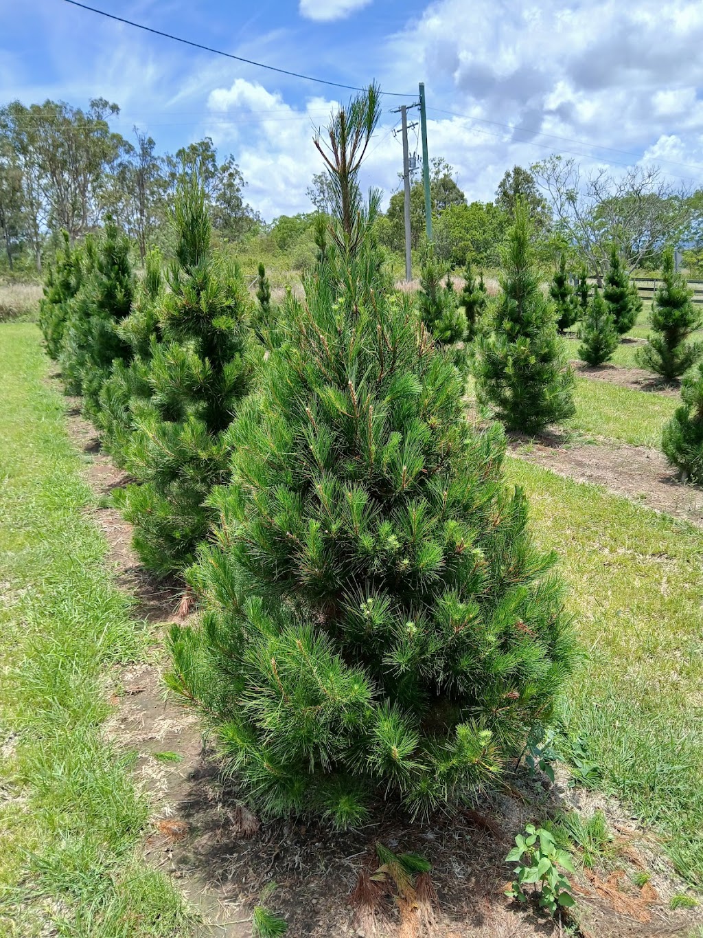 Brisbane Valley Christmas Tree Farm | Hamiltons Ln, Mount Beppo QLD 4313, Australia | Phone: 0409 671 136