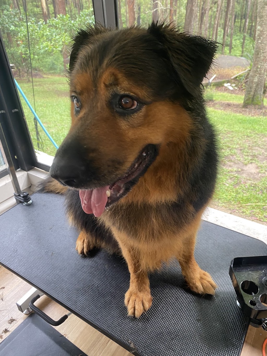 Camden Haven Dog Grooming | 23 Caringal Dr, Middle Brother NSW 2443, Australia | Phone: 0455 133 501