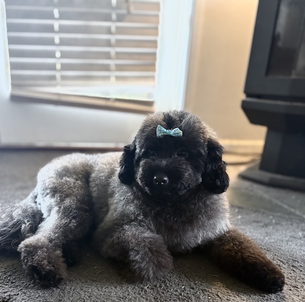 Pamper Palace | 3A Kingfisher Ln, Woodberry NSW 2322, Australia | Phone: 0435 832 293