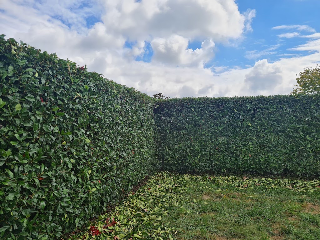 SAGE CUT Treeworks | 3C Biggera St, Braemar NSW 2575, Australia | Phone: 0416 177 223