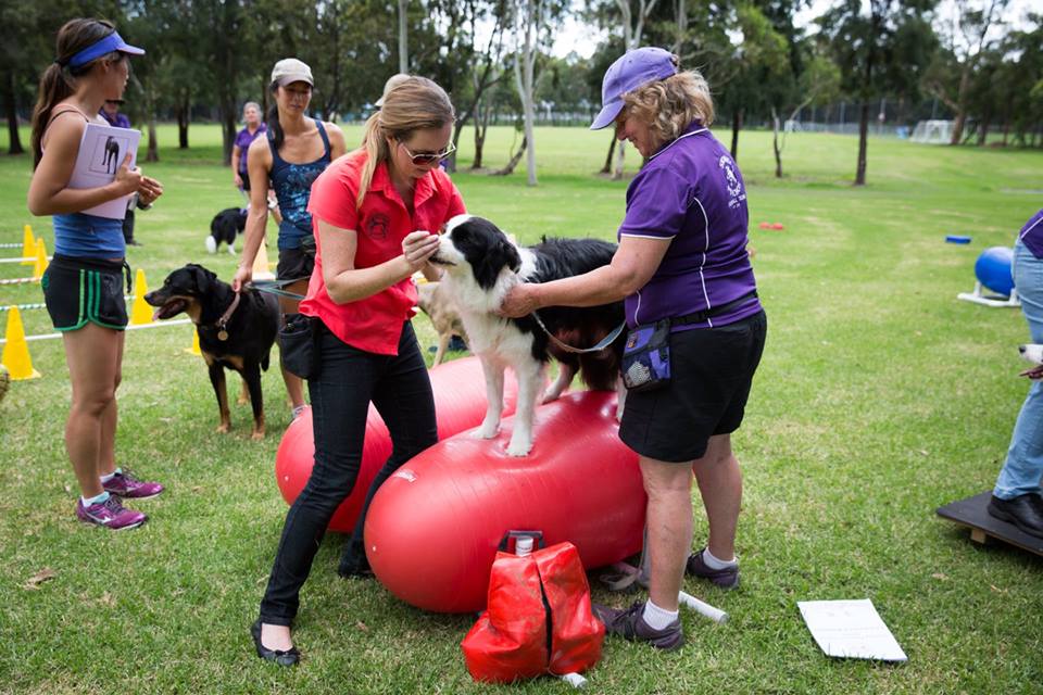 The Balanced Canine | health | 17 Percy St, Marayong NSW 2148, Australia | 0424506244 OR +61 424 506 244