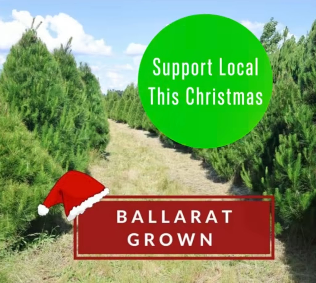 Cardigan Christmas Tree Farm | 10 Powells Rd, Windermere VIC 3352, Australia | Phone: 0491 084 102