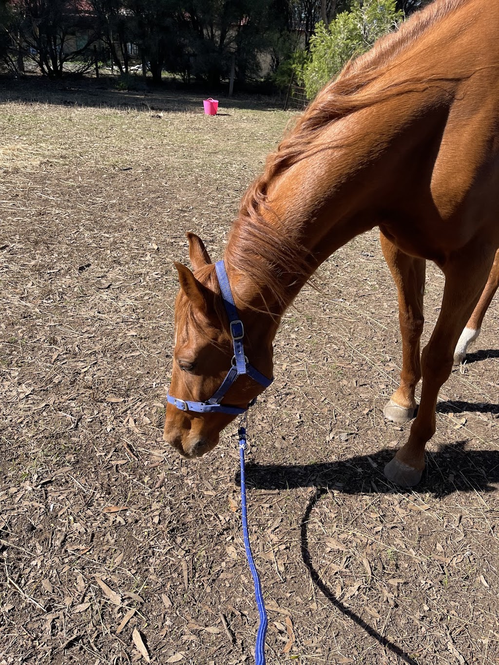 Neigh worries equine assisted learning | 10 West Gateway, Lara VIC 3212, Australia | Phone: 0423 612 280