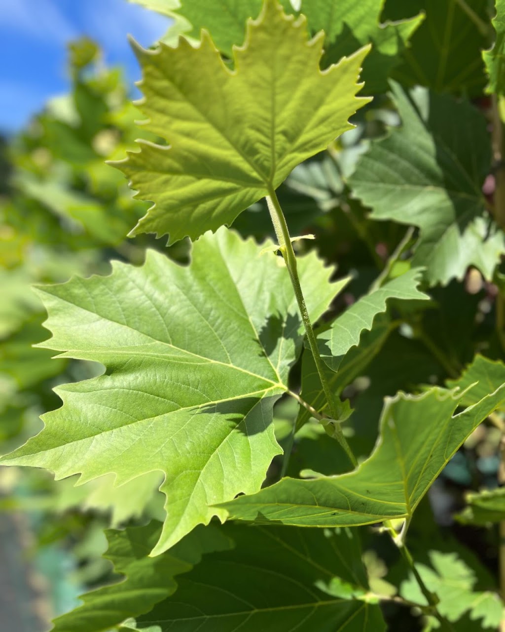 Winwood Advanced Trees | Winwood Advanced Trees, Gordon VIC 3345, Australia | Phone: 0423 336 379