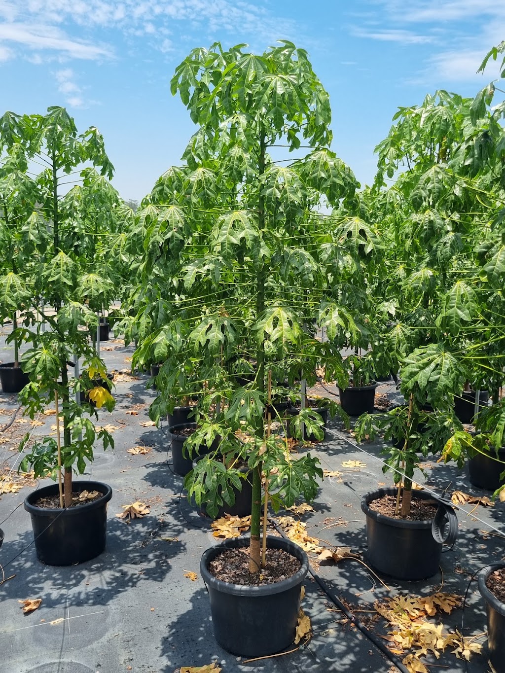 Delivertree | 19-25 Markwell Rd, Caboolture QLD 4510, Australia | Phone: 0401 443 470
