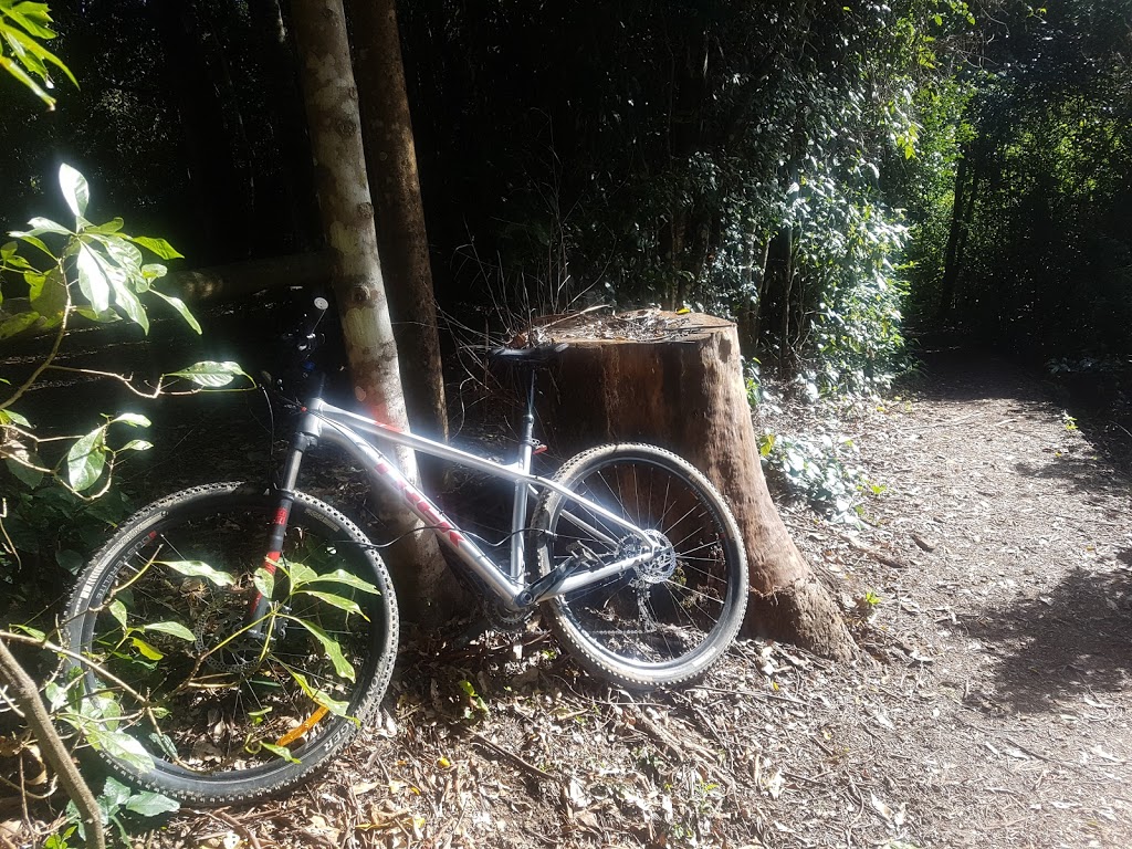 Imbil State Forest 1 | Queensland, Australia