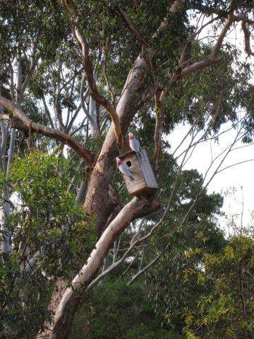 Jungle Bros.Treescapes -Tree Removal Adelaide |  | 599 Ackland Hill Rd, Coromandel East SA 5157, Australia | 0408827819 OR +61 408 827 819