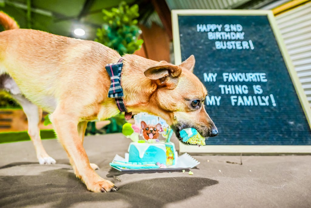 I Pet Bakery | 36 Ascent St, Rochedale QLD 4123, Australia | Phone: 0425 002 864