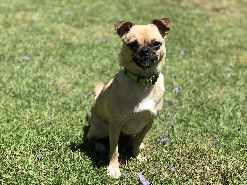 Little Woofs Doggy Daycare | 611b Wisemans Ferry Rd, Somersby NSW 2250, Australia | Phone: 0424 368 770