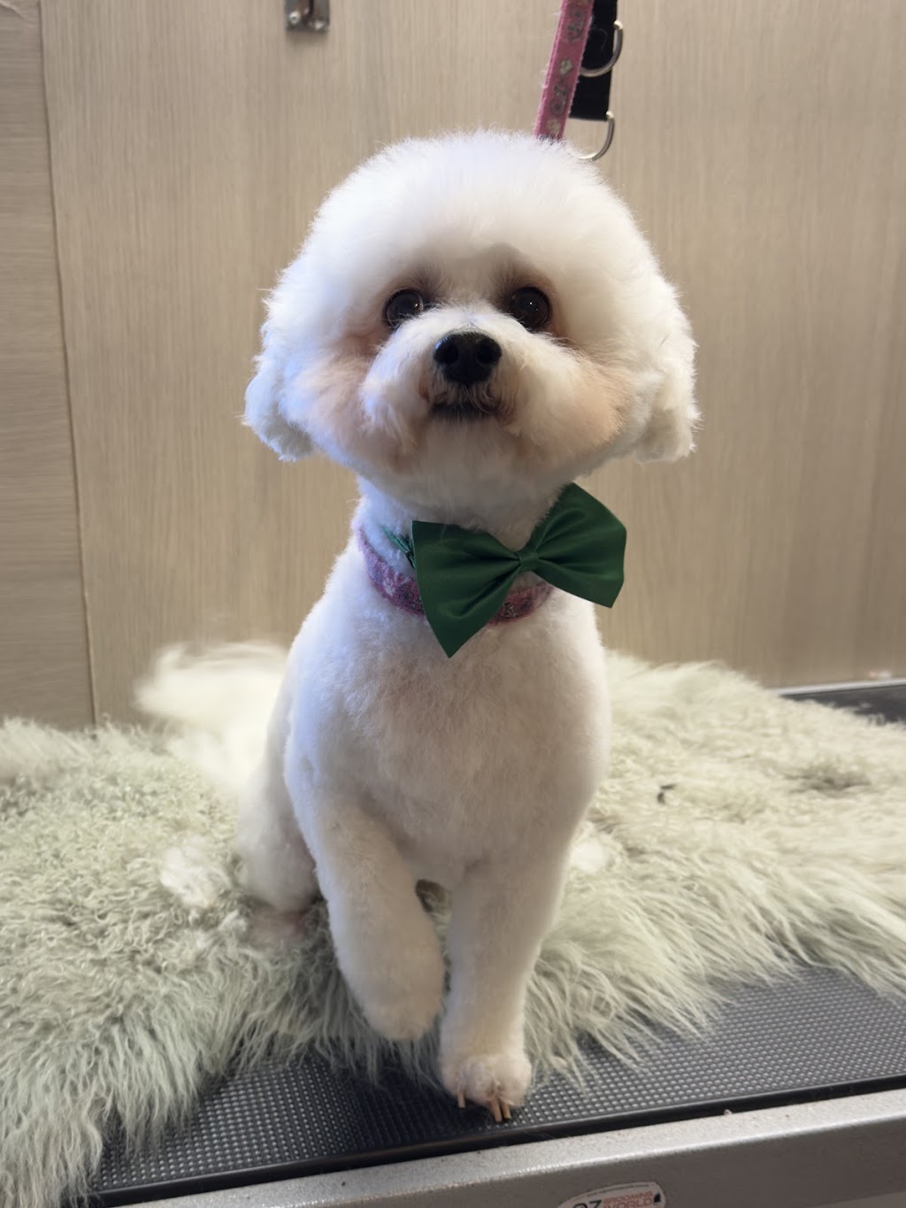 Halo Dog Grooming | Garfield Rd, Glenorchy TAS 7010, Australia | Phone: 0438 433 858