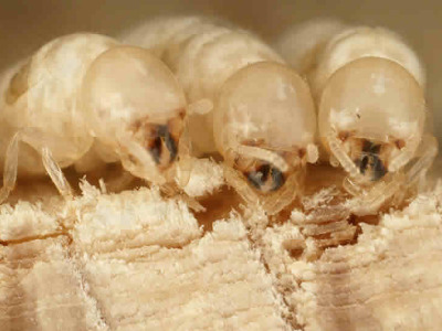 Townsville Termites Specialist - Pest Inspection & Pest Control | 13 Monte Visto Ct, Mount Louisa QLD 4814, Australia | Phone: (07) 4721 4996