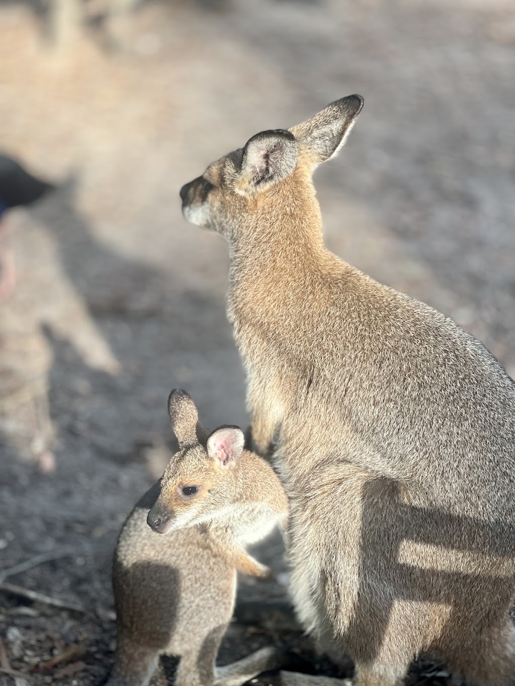 ISTARI - Australian Bush Life | 1074 Stockyard Creek Rd, Stockyard Creek NSW 2460, Australia | Phone: 0458 009 679