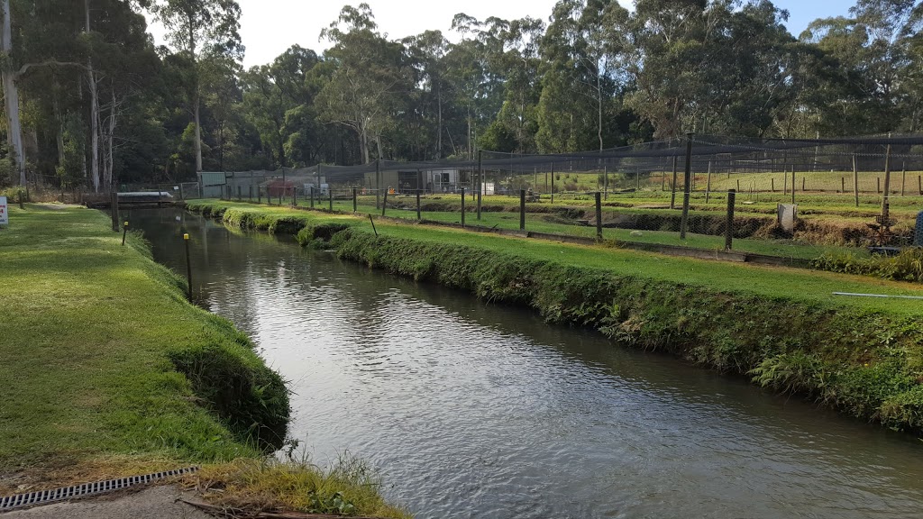 Australian Rainbow Trout Farm | 26 Mulhalls Rd, Macclesfield VIC 3782, Australia | Phone: (03) 5968 4711