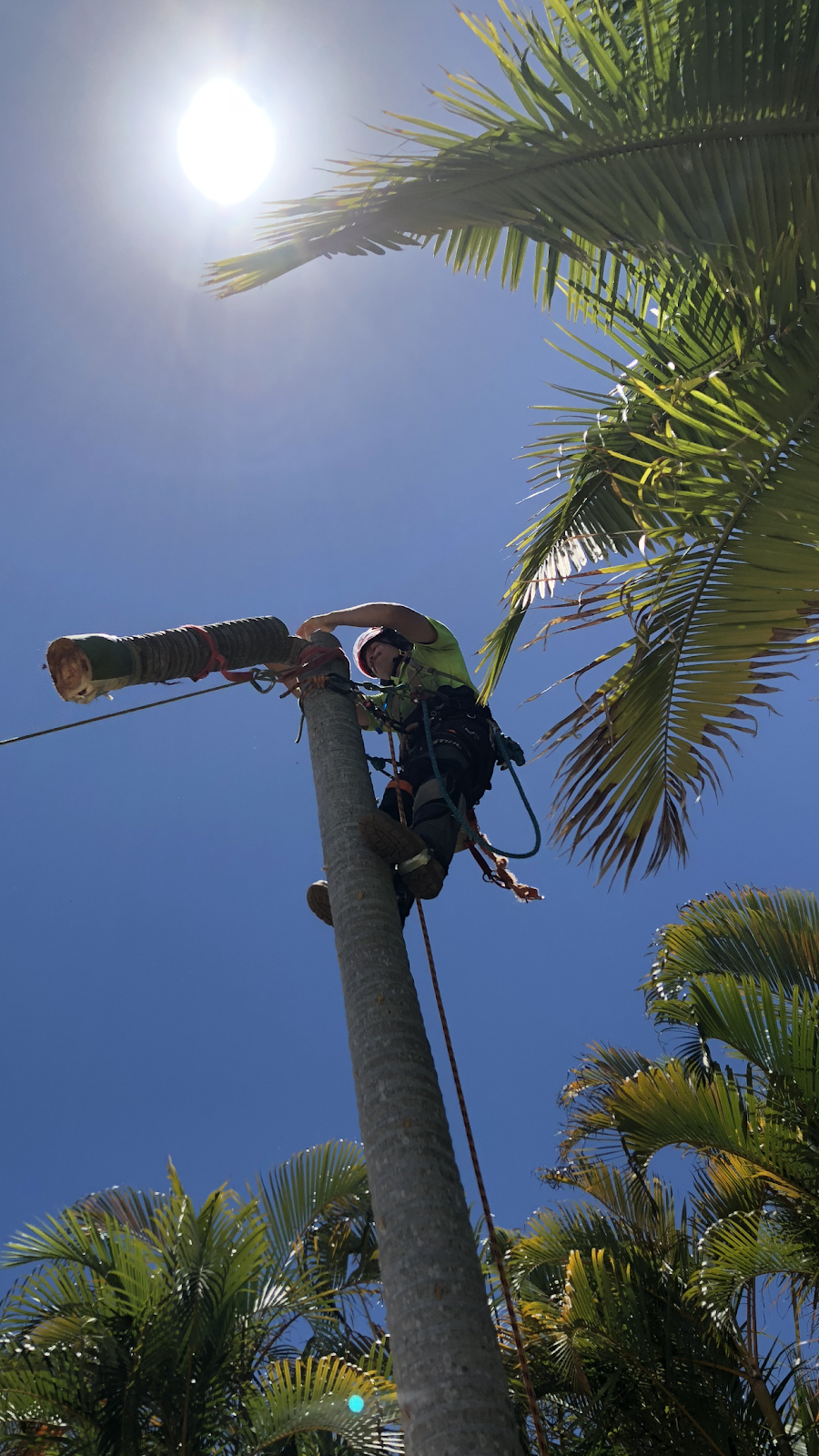 Tree Fix | 212 Wappa Falls Rd, Yandina QLD 4561, Australia | Phone: 0439 724 013