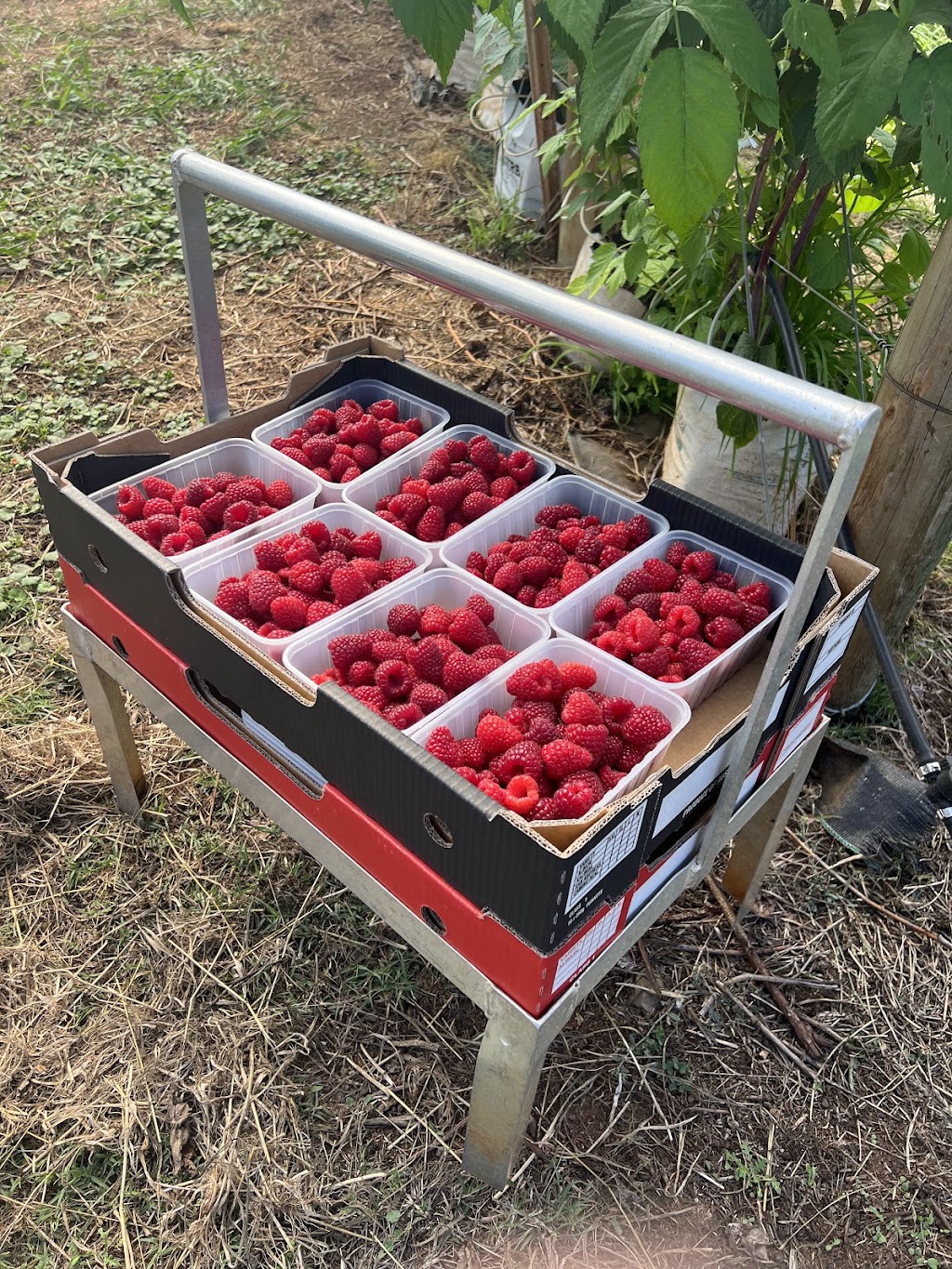 Hay Hay Berries | 165 Graham Rd, Wandin East VIC 3139, Australia | Phone: 0425 709 019