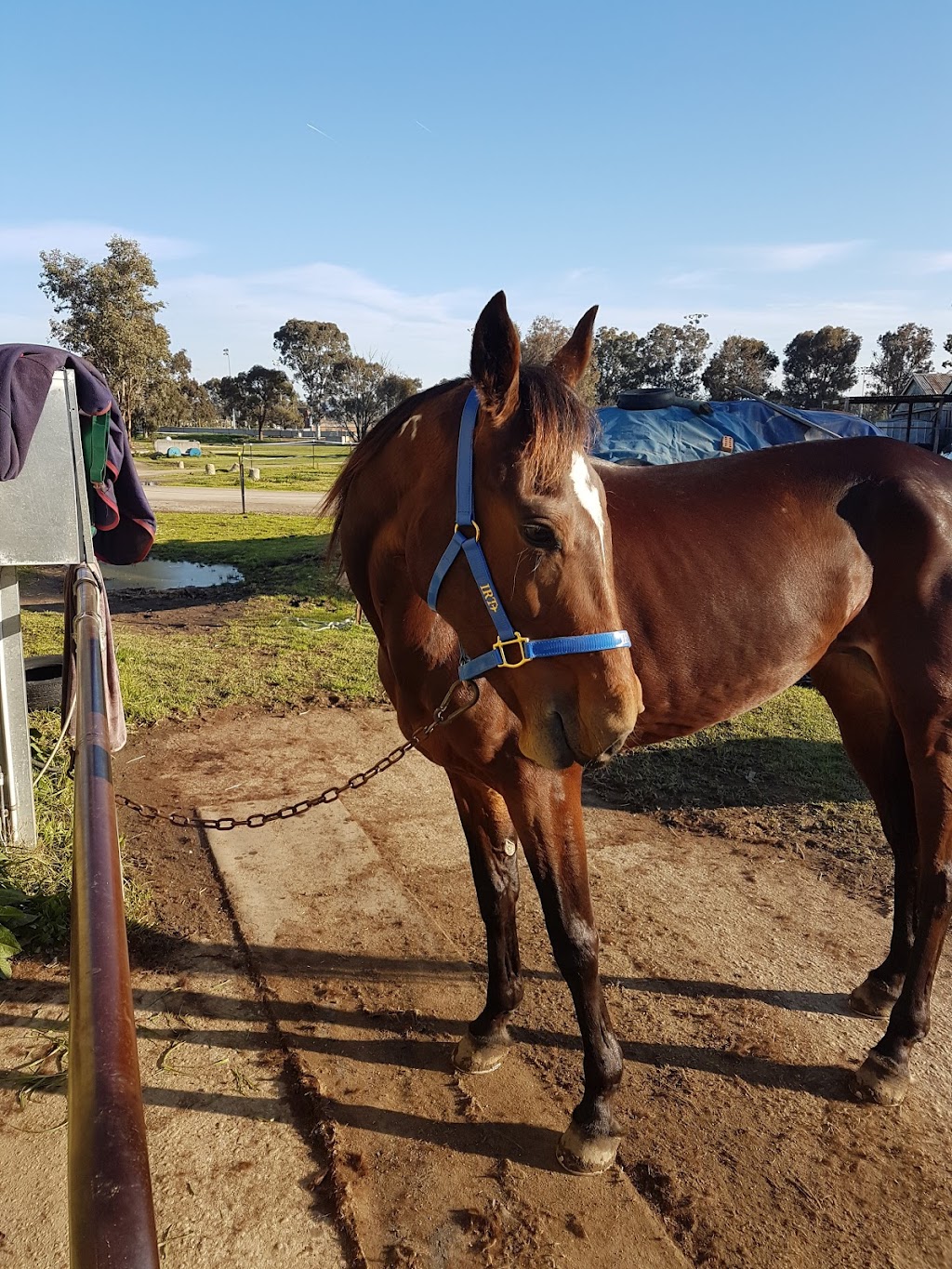 Albury Harness Racing Club Inc. | Mate St, North Albury NSW 2640, Australia | Phone: 0408 698 380