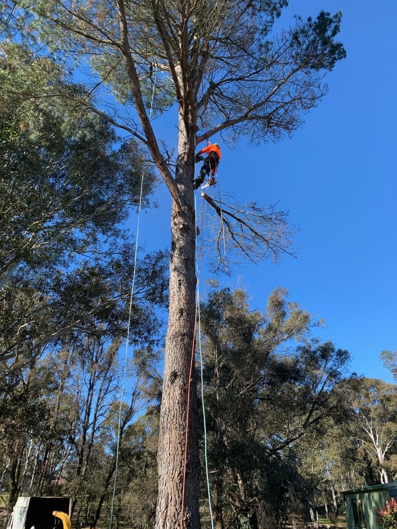 Ezi Cut Tree Services | Four Winds, 190 Bowral St, Bowral NSW 2576, Australia | Phone: 0411 891 146