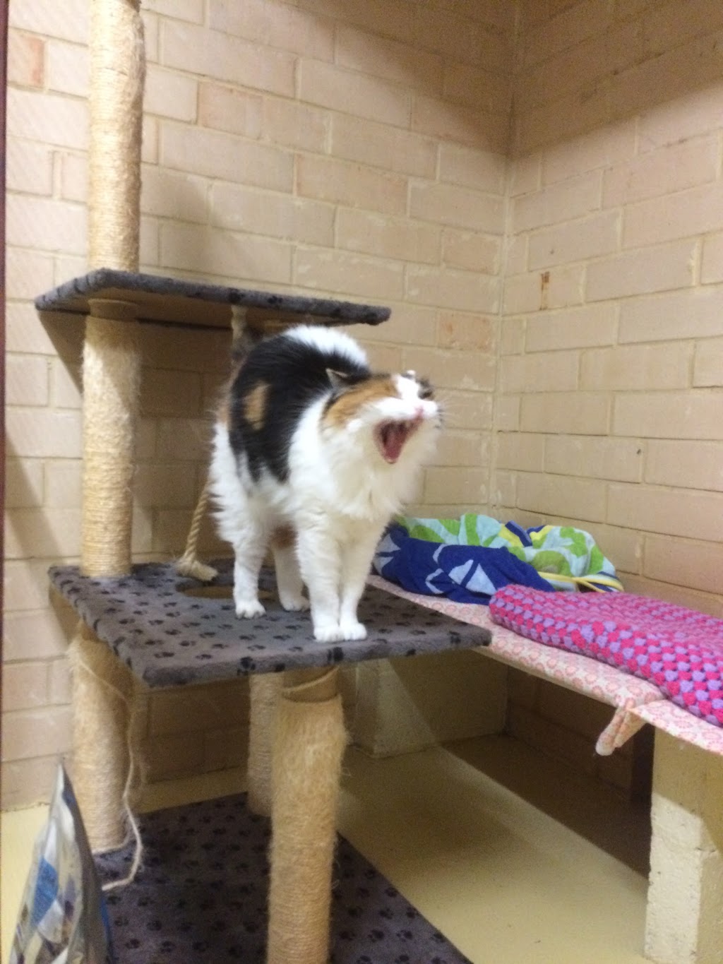 A Cats Holiday Home - Perth Cattery | veterinary care | 42 Bruce Rd, Maida Vale WA 6057, Australia | 0894546858 OR +61 8 9454 6858