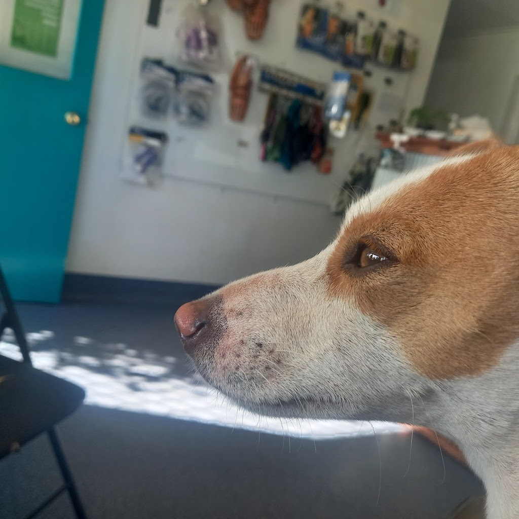Clermont Veterinary Surgery | 29 Laglan Rd, Clermont QLD 4721, Australia | Phone: (07) 4983 1172