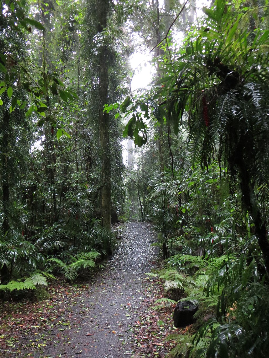 Lyrebird Link Track | park | Lyrebird Link, Dorrigo Mountain NSW 2453, Australia