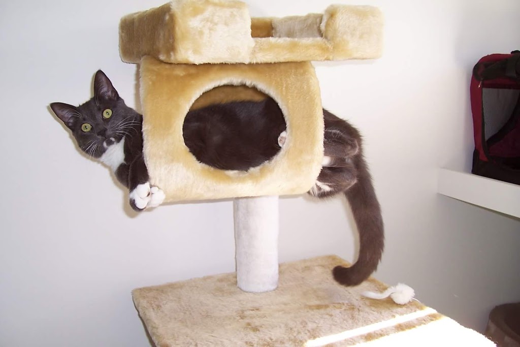 Carlyn Park Cattery | 14 Bianca Cl, Glenreagh NSW 2450, Australia | Phone: (02) 6649 0884