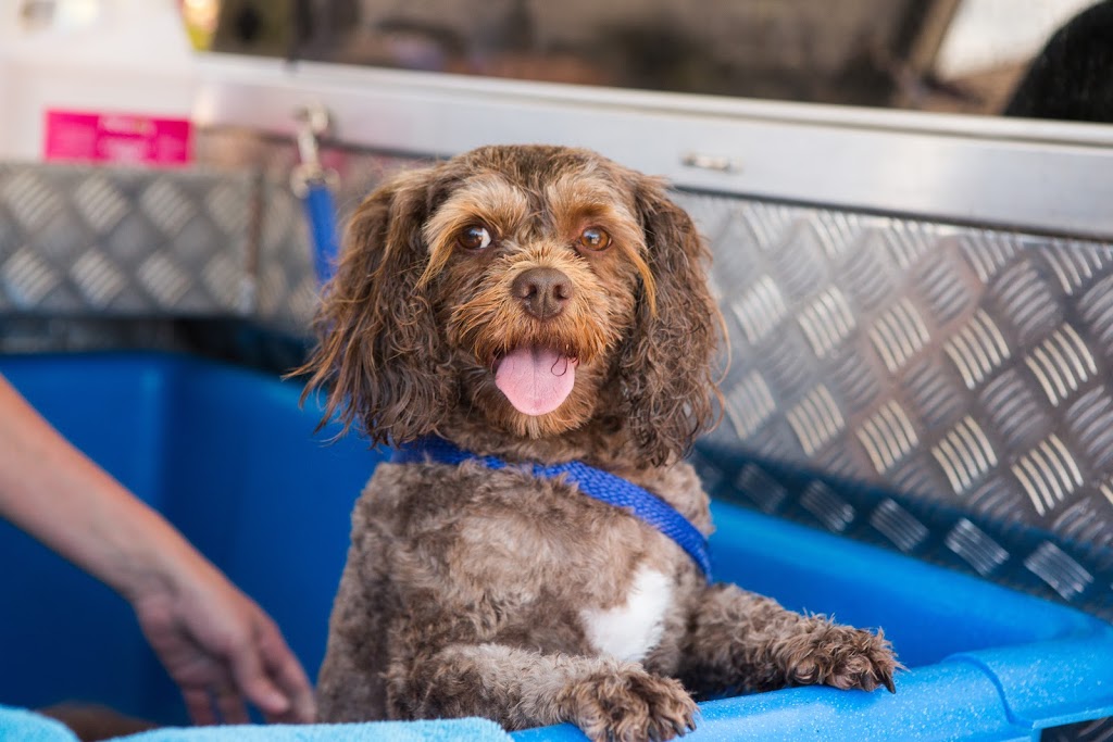 Tynes Waggin Wheels Mobile Dog Wash | 13 Sunny Waters Rd, Kincumber NSW 2251, Australia | Phone: 0432 313 775