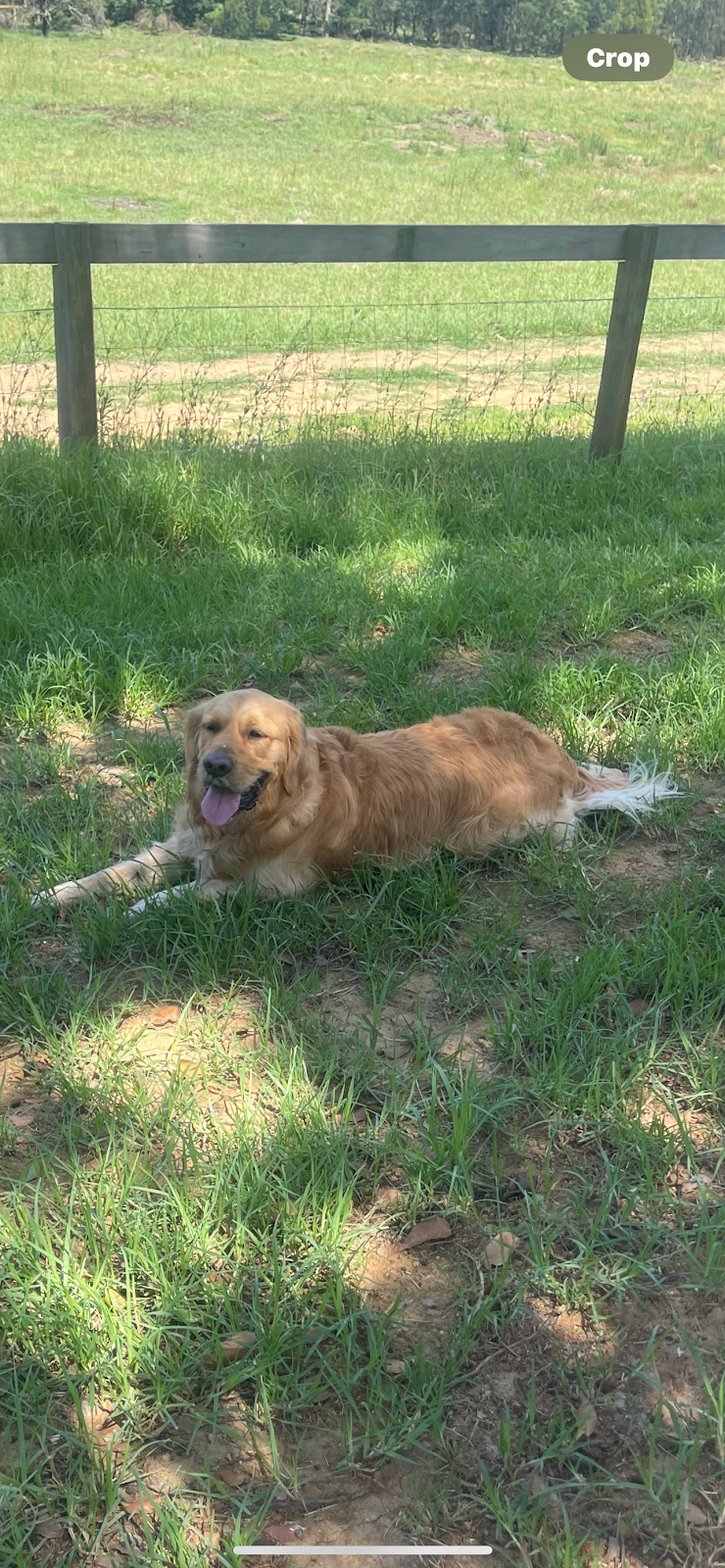 Fairway Creek Retrievers | 61 Narone Creek Rd, Wollombi NSW 2325, Australia | Phone: 0412 411 263
