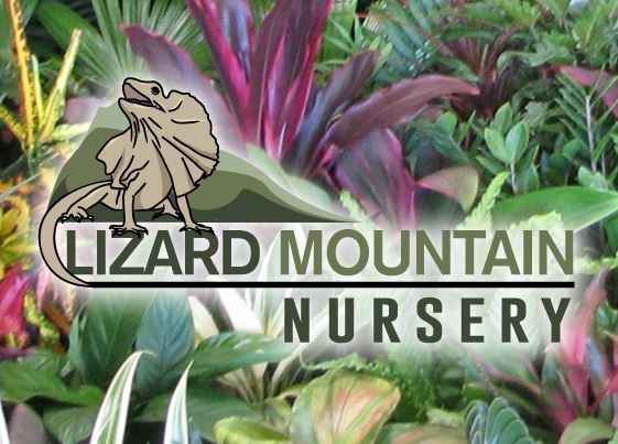 Lizard Mountain Nursery | 67 Groves Rd, Bungundarra QLD 4703, Australia | Phone: (07) 4939 7008