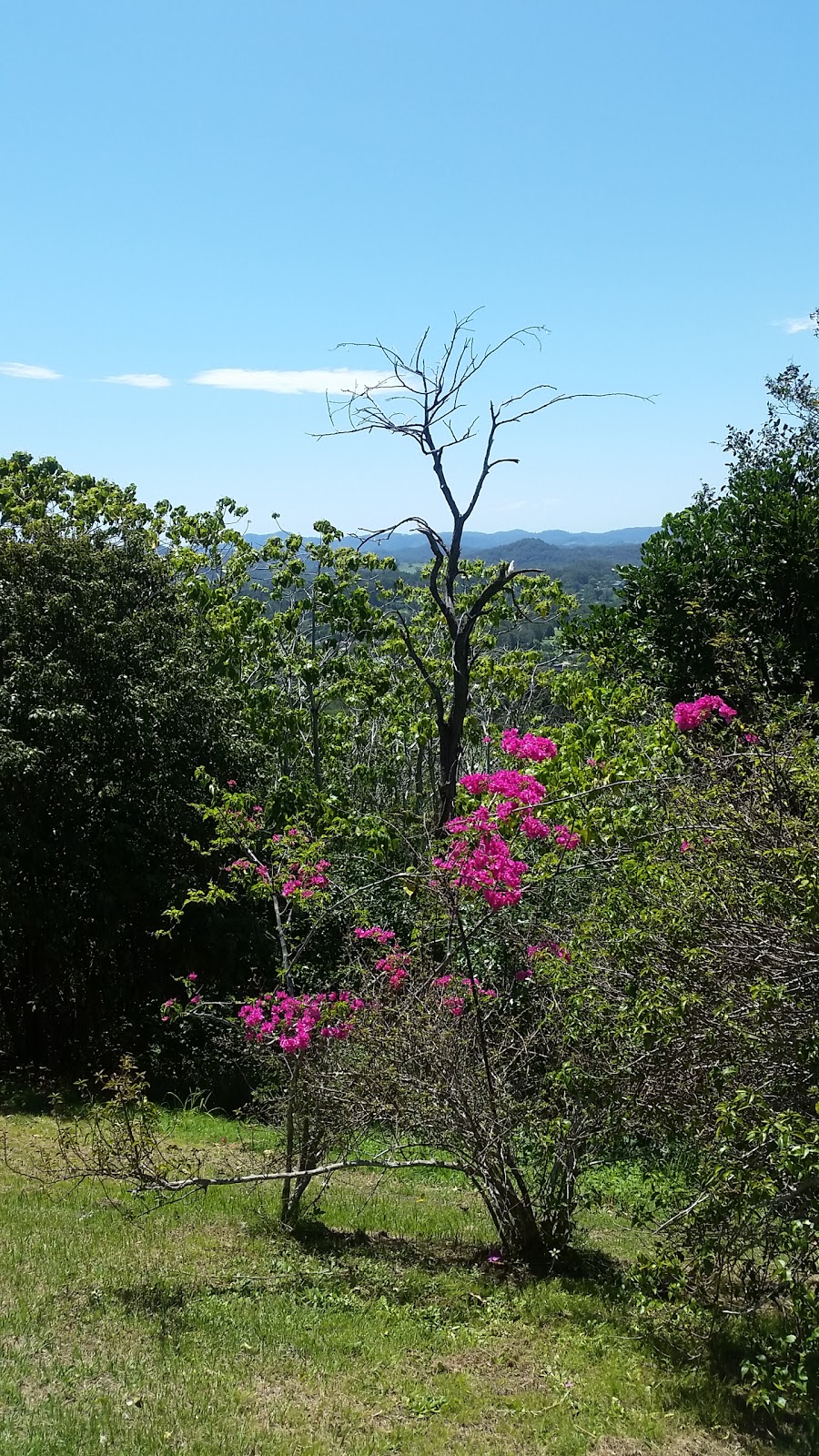 Devines Lookout. | park | Ocean Shores NSW 2483, Australia