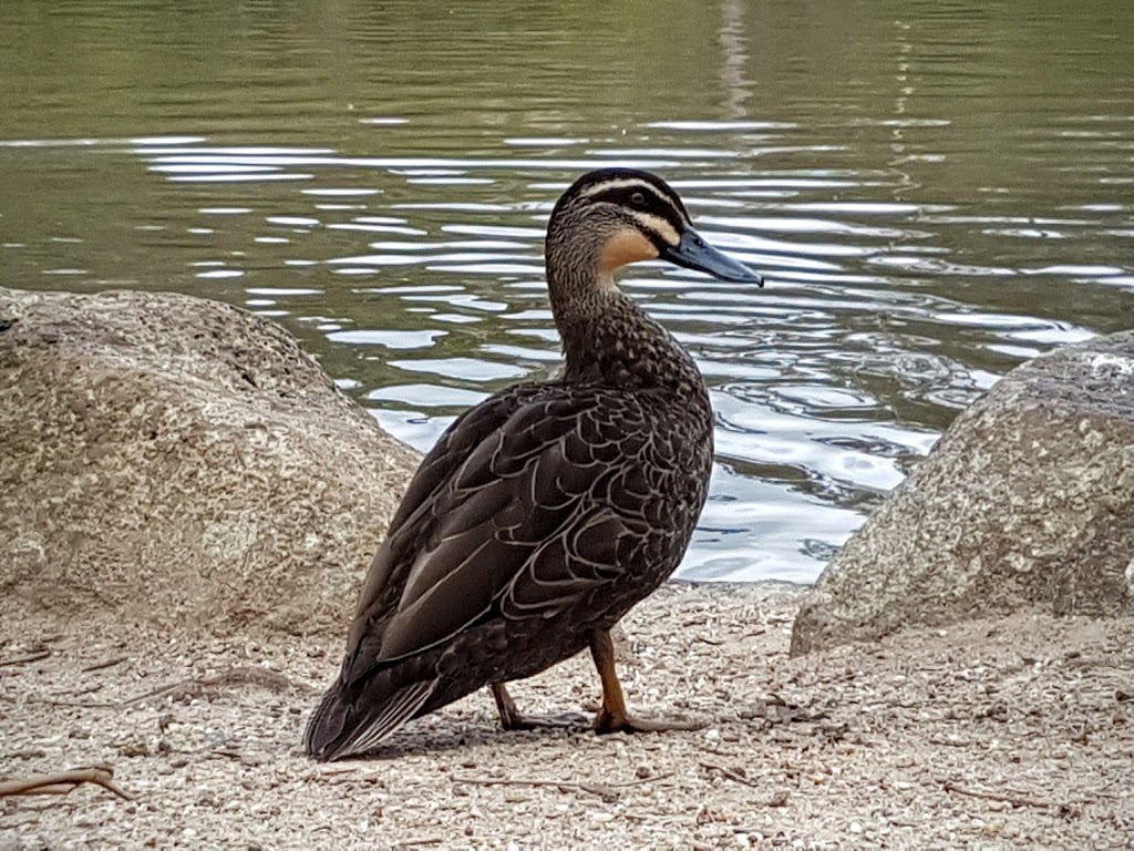 Ringwood Lake Park | Victoria, Australia