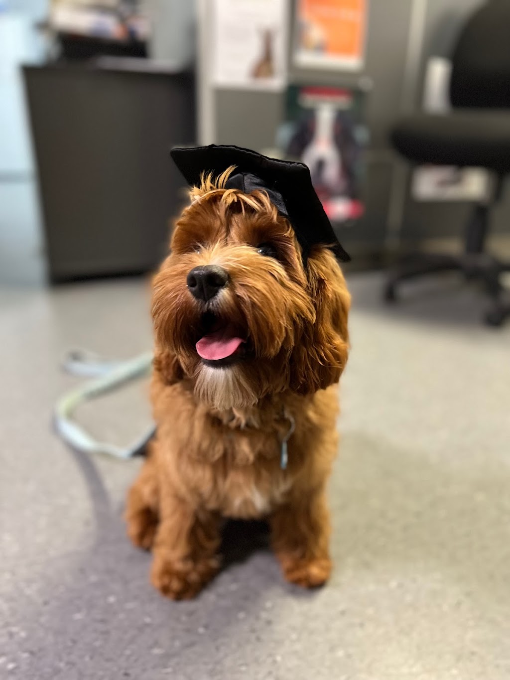 Oodle Life | 11A Benwerrin Cres, Grasmere NSW 2570, Australia | Phone: 0488 667 988