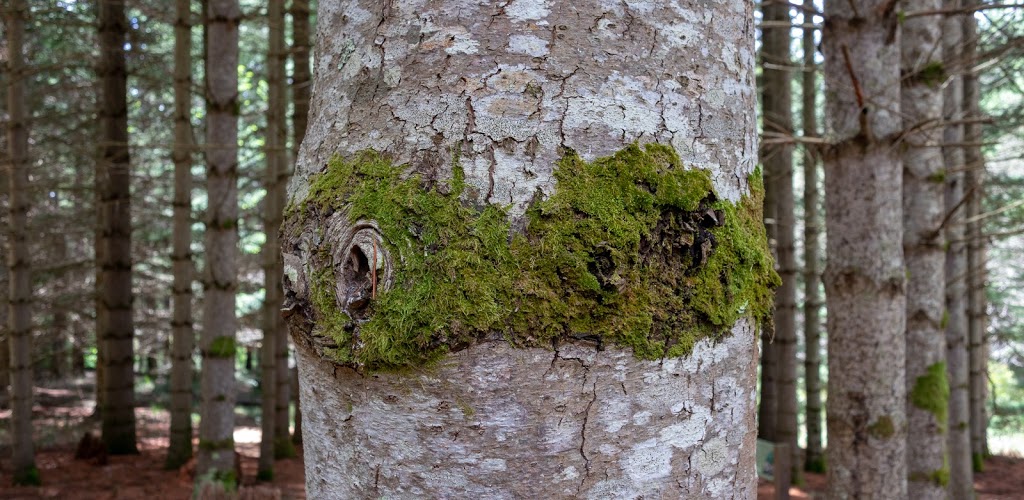 Bendora Arboretum | park | Cotter River ACT 2611, Australia