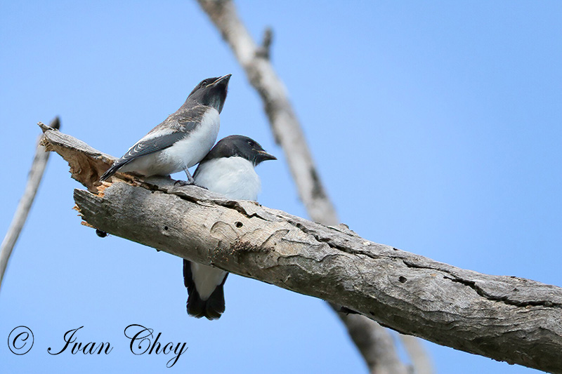 Sandy Camp Road Wetlands Reserve | Sandy Camp Rd, Wynnum West QLD 4178, Australia