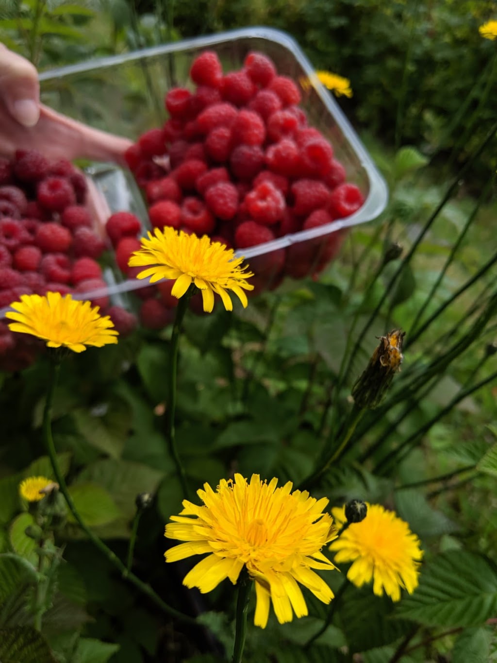 Kinglake Raspberries | food | Tooheys Rd, Pheasant Creek VIC 3757, Australia | 0407313975 OR +61 407 313 975