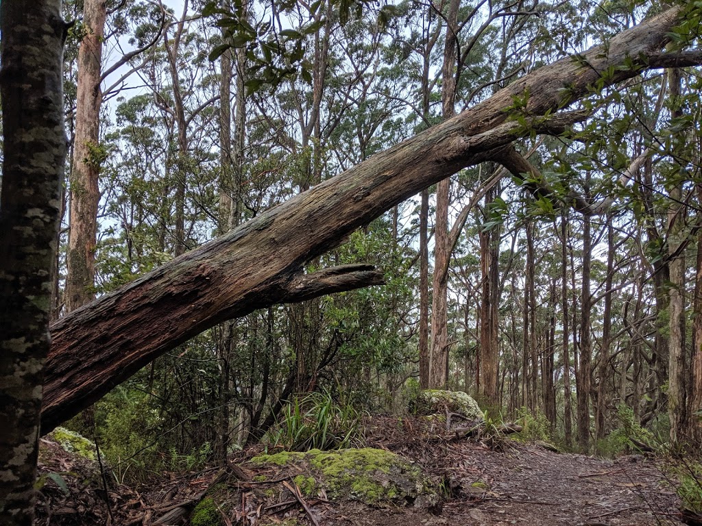 Mount Gnomon | Mount Dial Track, Penguin TAS 7316, Australia