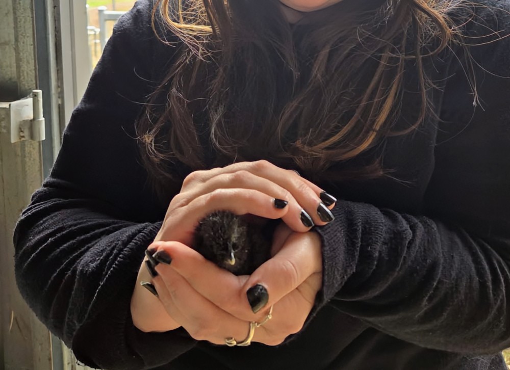 Gumnut Valley Alpacas | 456 Butterwick Rd, Butterwick NSW 2321, Australia | Phone: 0415 855 040