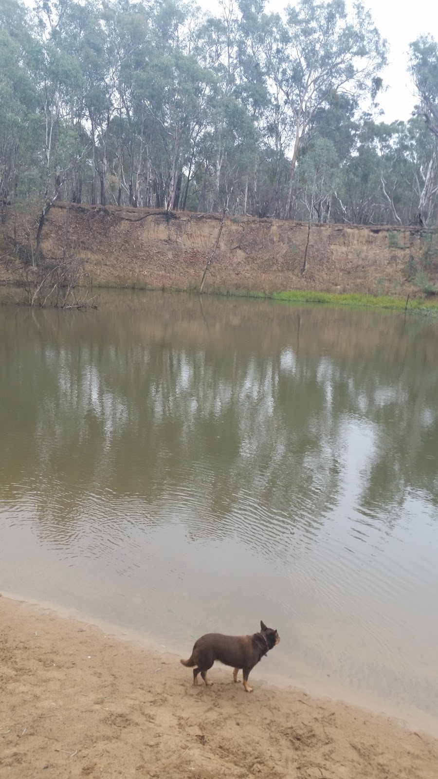 Cemetery Bend State Forest | park | Wattle Track, Toolamba VIC 3614, Australia