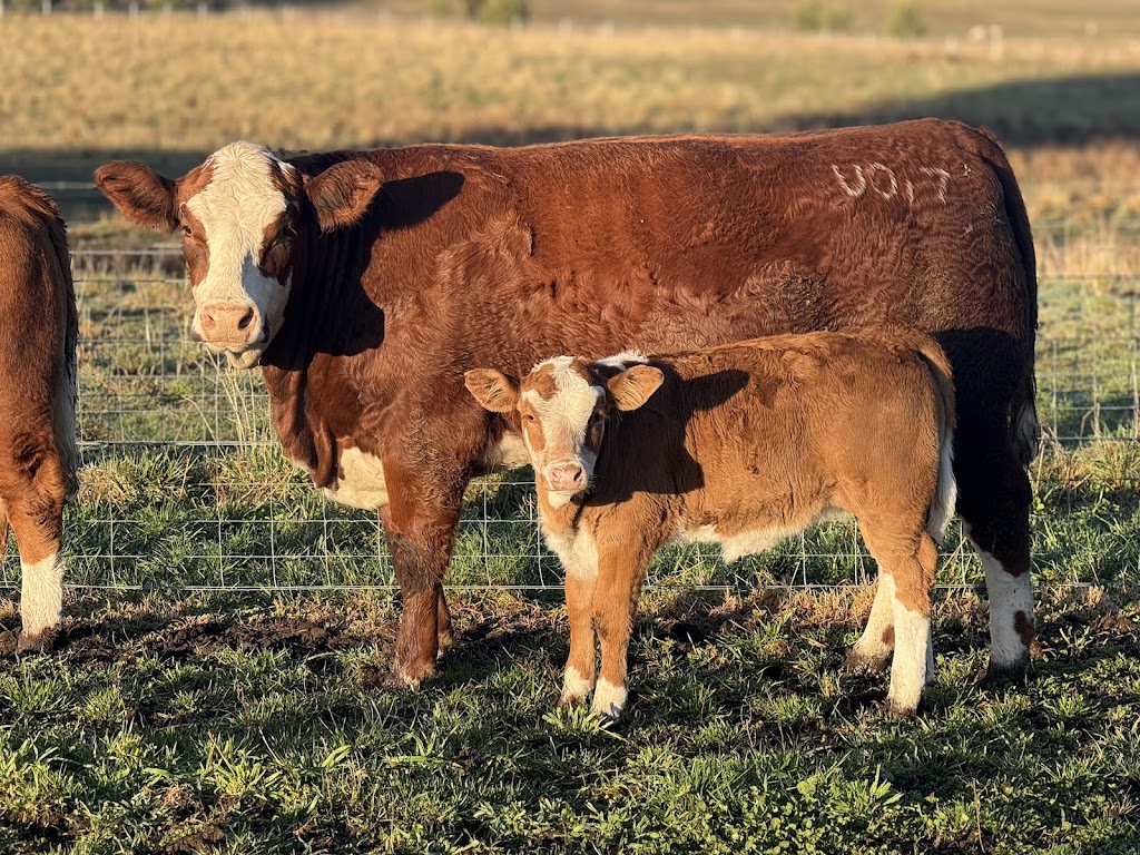 Hartfield Simmental | 12211 Hume Hwy, Sutton Forest NSW 2577, Australia | Phone: 0424 426 224