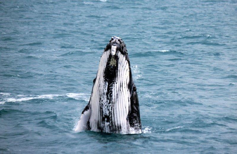 Freedom III Whale Watch and Charters | travel agency | 17 Buccaneer Dr, Urangan QLD 4655, Australia | 1300879960 OR +61 1300 879 960